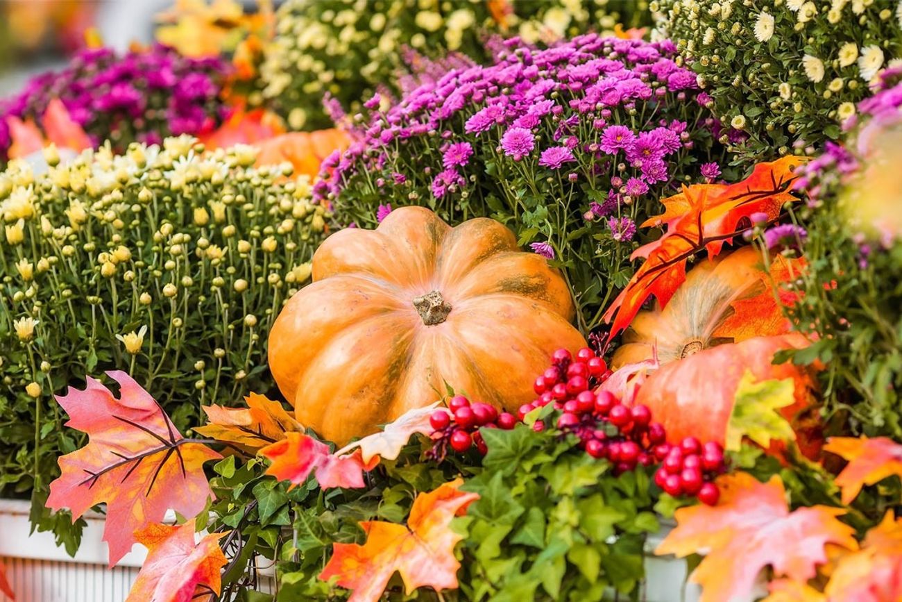 Cómo regar en otoño: errores comunes que dañan tus plantas