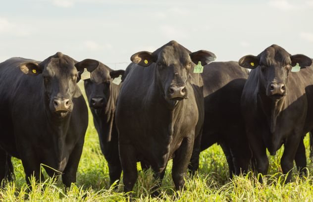 CARNE ARGENTINA. El foco estará puesto en profundizar la promoción afuera del país, fortalecer el trato entre el sector público y privado y ampliar el “abanico” de destinos internacionales.