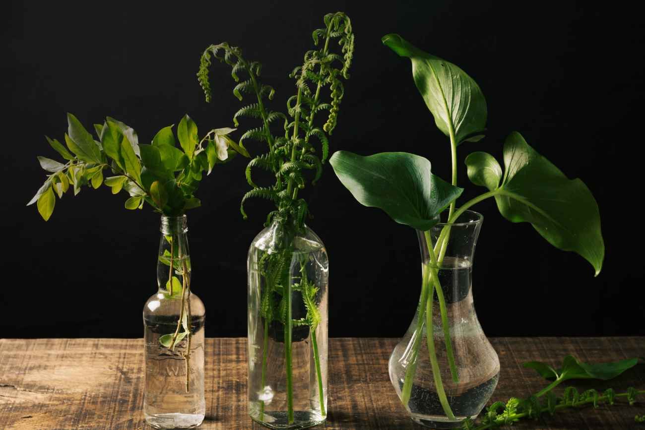 Los dos errores comunes que se cometen al poner plantas en rincones oscuros. 
