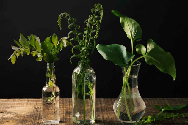 Durante la dormancia, muchas plantas reducen su crecimiento para conservar energía.