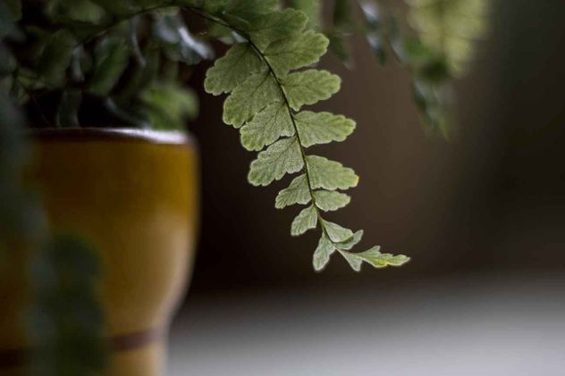 Los dos errores comunes que se cometen al poner plantas en rincones oscuros. 