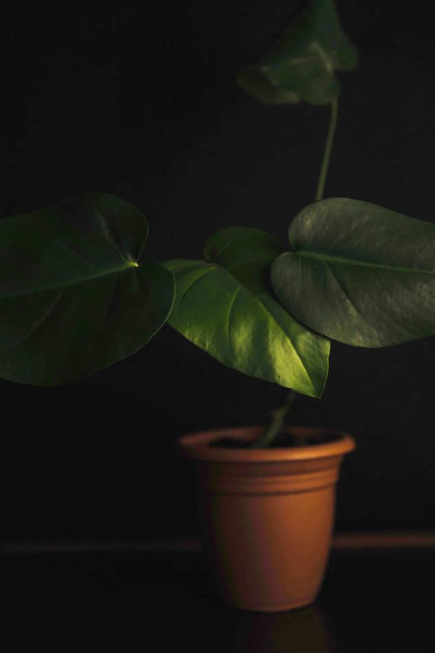 Los dos errores comunes que se cometen al poner plantas en rincones oscuros. 