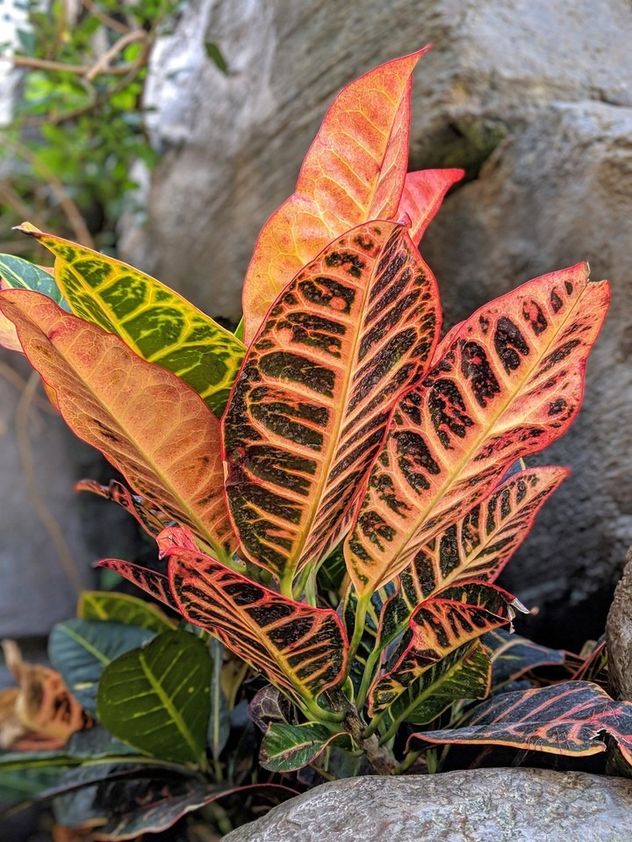 Cómo regar en otoño: errores comunes que dañan tus plantas.