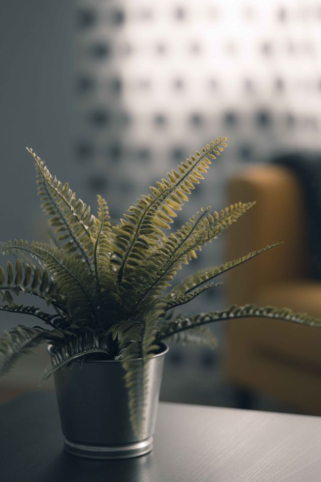 Los dos errores comunes que se cometen al poner plantas en rincones oscuros. 