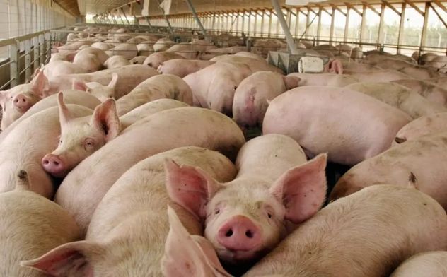 CRECE LA OFERTA. Las granjas porcinas en Córdoba producen el 30% de la producción de cerdo del país.