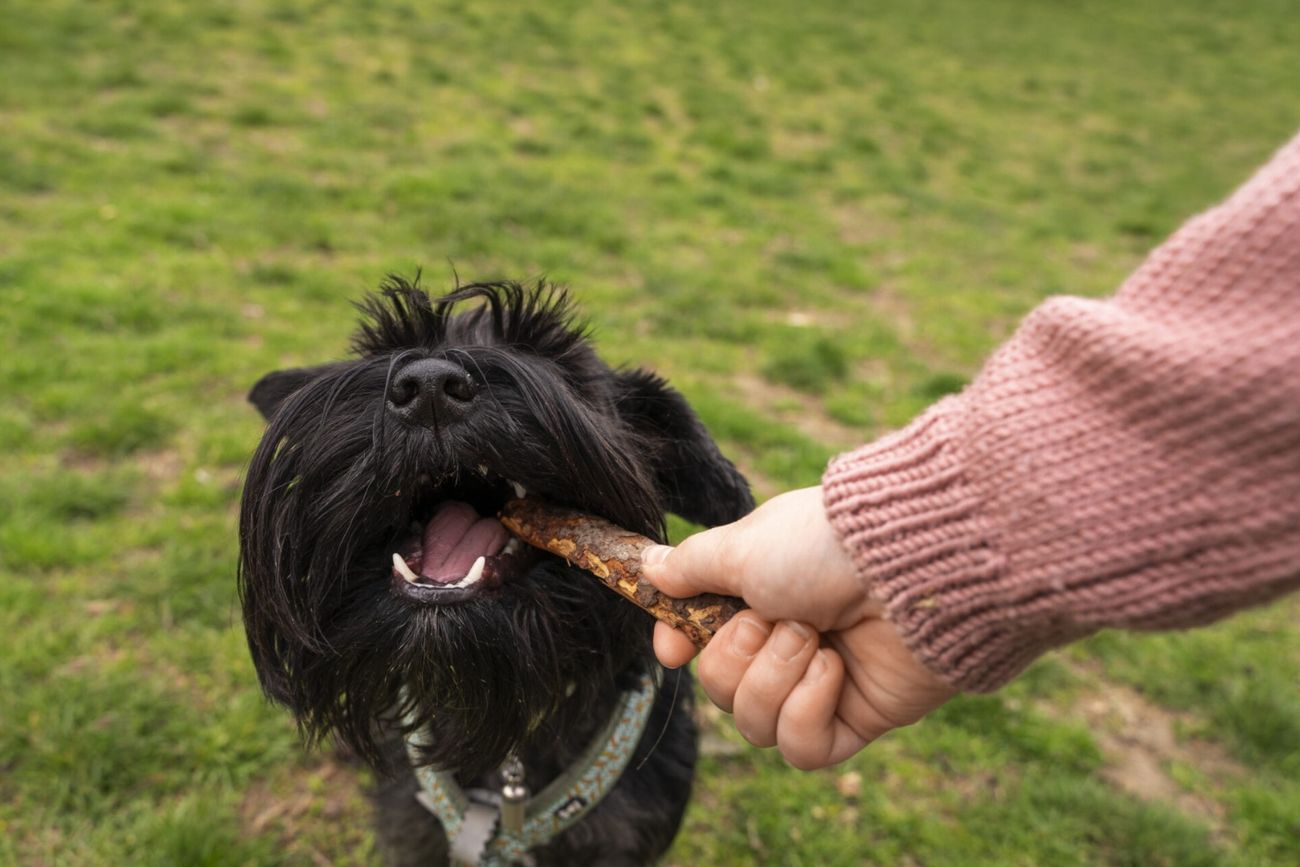 Snacks caseros para perros: 3 recetas fáciles y saludables