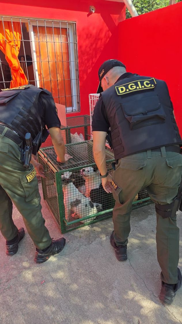 El presidente de la fundación estimó que las denuncias por maltrato animal se multiplicarán por la tarea que llevan adelante. (Gentileza)