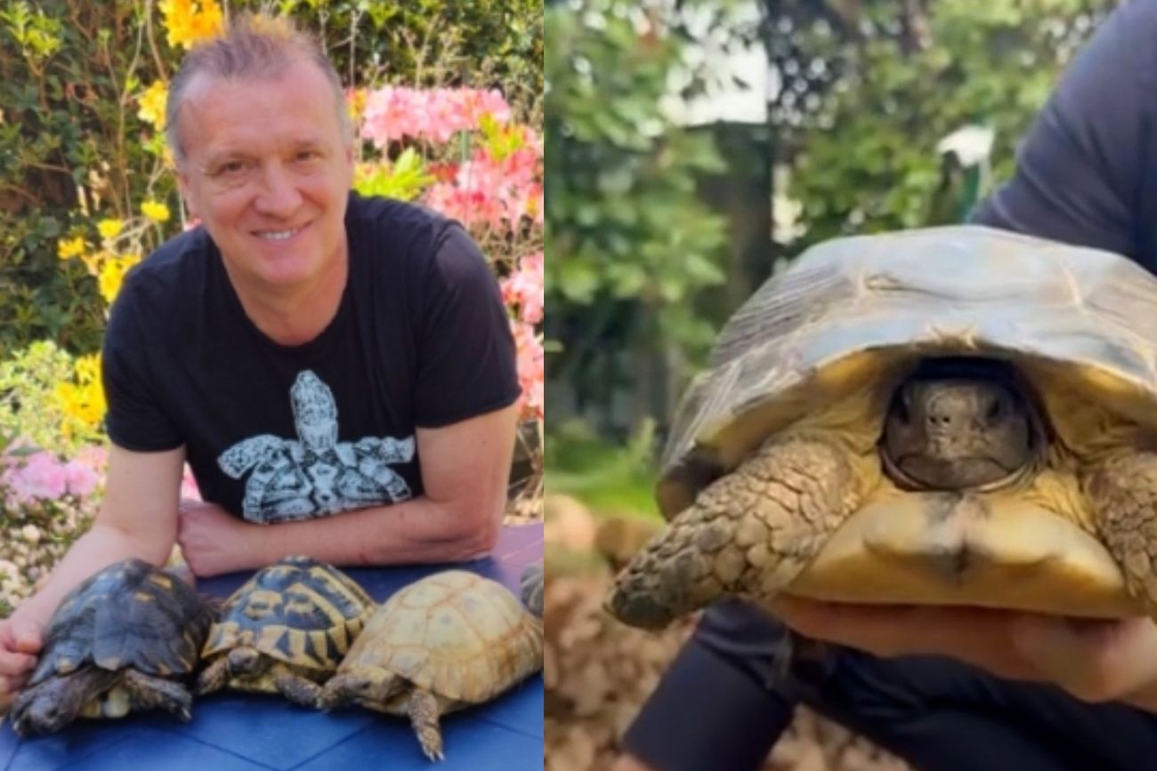 El hombre ama las tortugas.