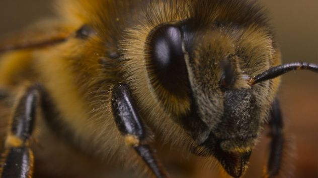 Secretos de las abejas, la nueva serie documental de Nat Geo en Disney+ que muestra el universo de esos insectos como hasta ahora nadie había visto.