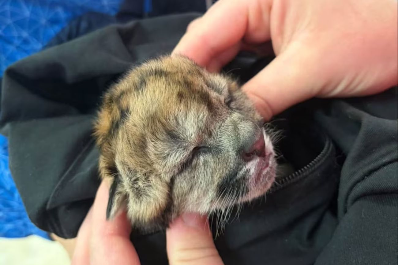 Atropellaron y mataron a una puma embarazada en un atropello; un cachorro logró sobrevivir