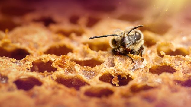 Secretos de las abejas, la nueva serie documental de Nat Geo en Disney+ que muestra el universo de esos insectos como hasta ahora nadie había visto.