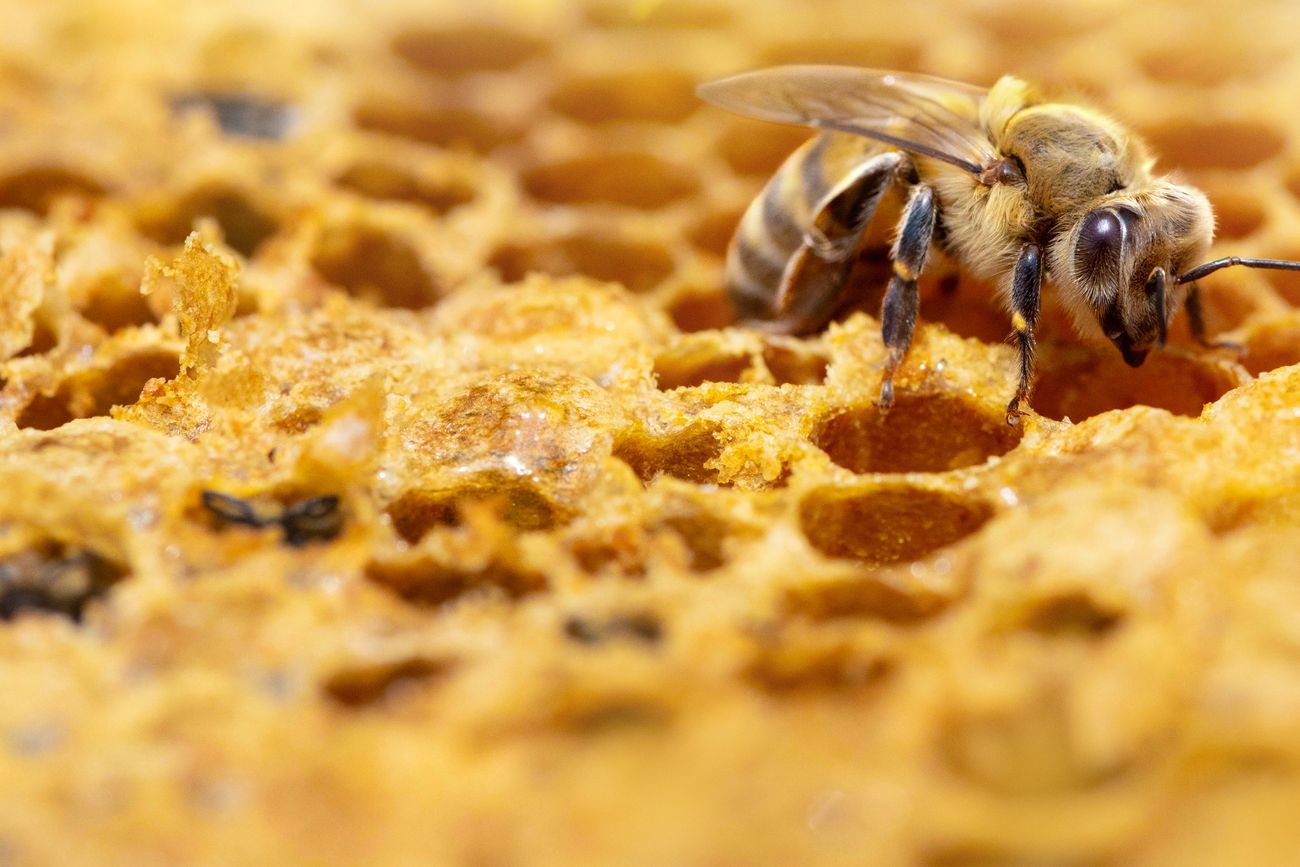 Secretos de las abejas, la nueva serie documental de Nat Geo en Disney+ que muestra el universo de esos insectos como hasta ahora nadie había visto.