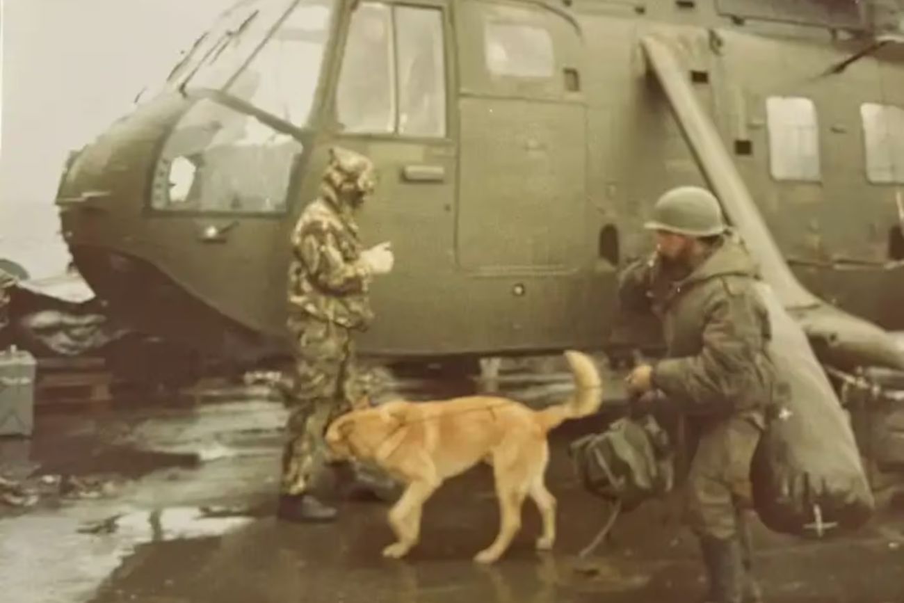 Malvinas: la historia de Mortero, el perro que fue prisionero y sobrevivió 74 días en el frente
