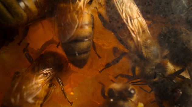 Secretos de las abejas, la nueva serie documental de Nat Geo en Disney+ que muestra el universo de esos insectos como hasta ahora nadie había visto.