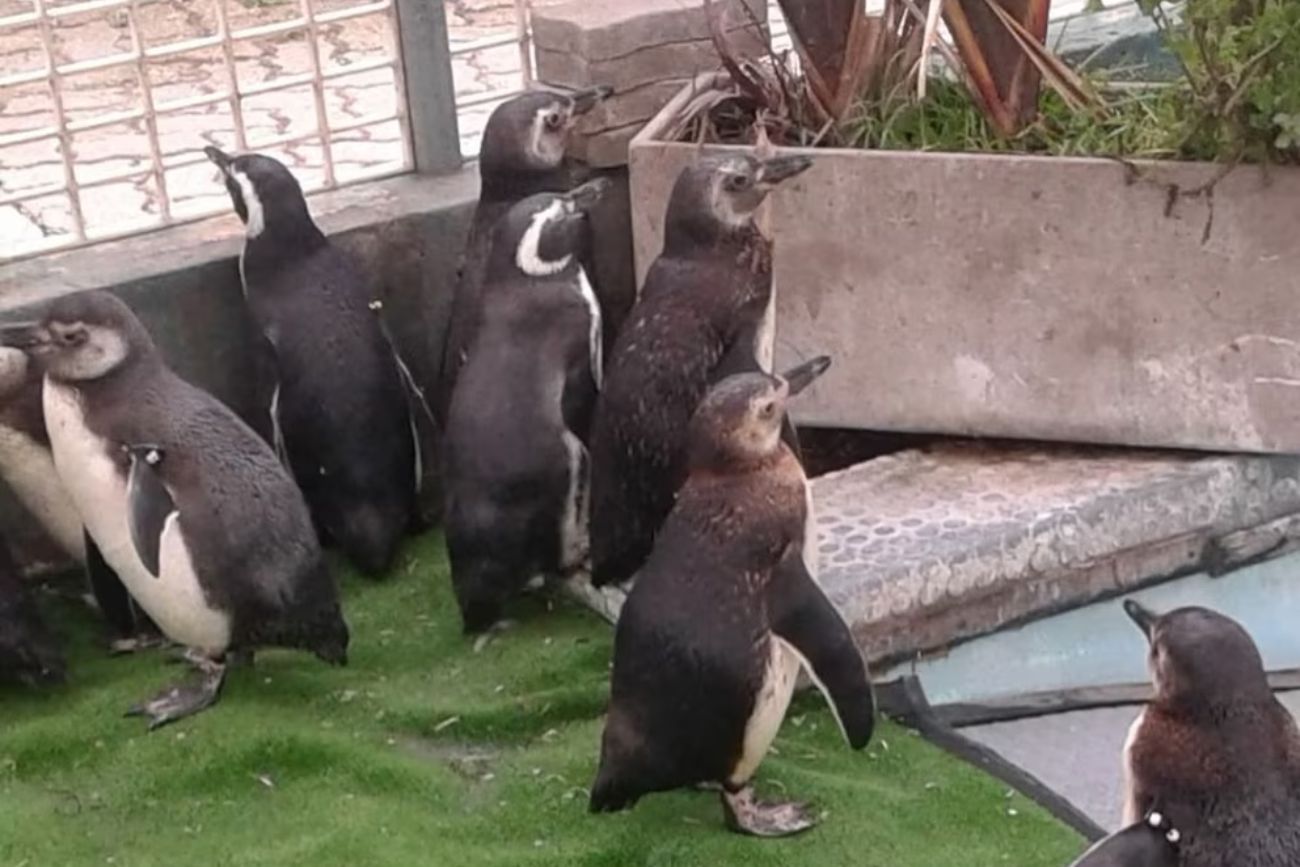 Incertidumbre en el Aquarium de Mar del Plata: 66 animales aguardan un destino tras la quiebra