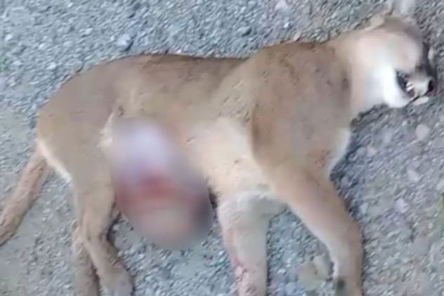 Atropellaron y mataron a una puma embarazada en un atropello; un cachorro logró sobrevivir