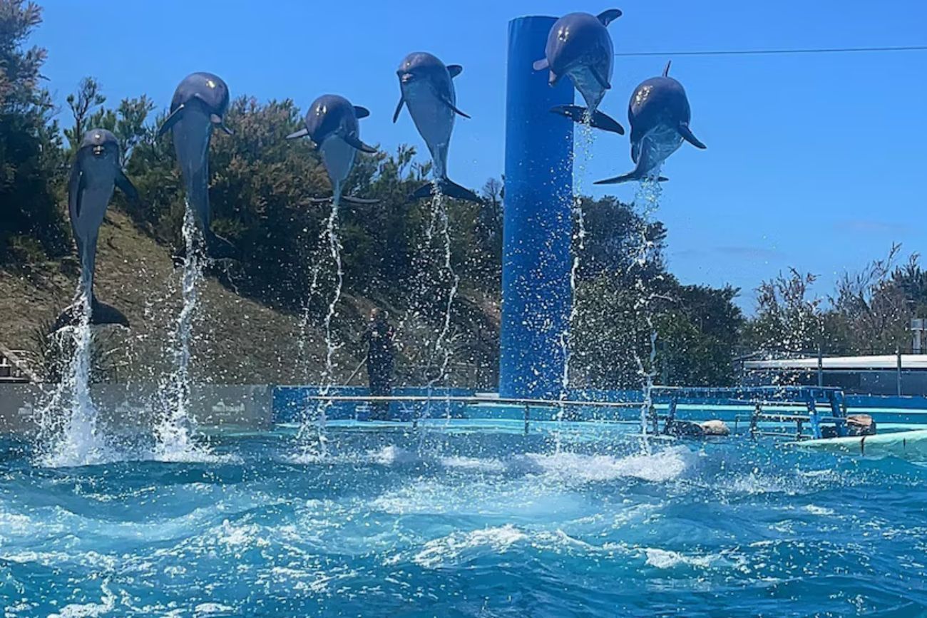 Quebró el Aquarium de Mar del Plata y 66 animales quedan a disposición de la Justicia