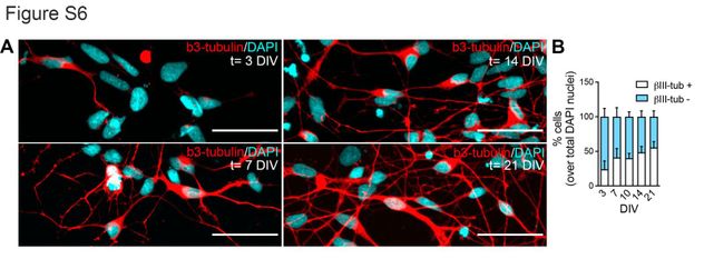 Fotografía obtenida por microscopía de fluorescencia. Neuronas de origen humano (rojo), obtenidas por diferenciación de células madre inducidas pluripotenciales y cultivadas por 3 semanas in vitro. 