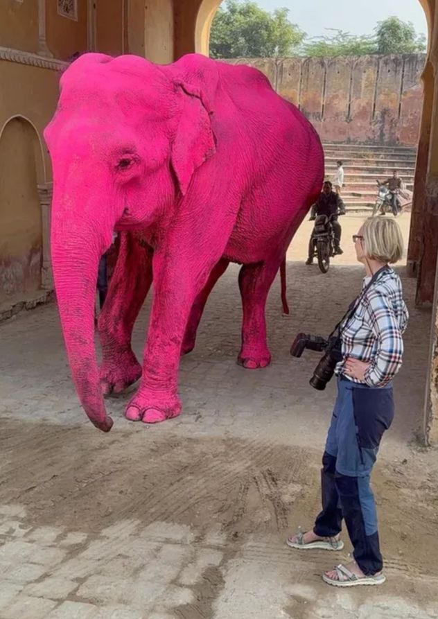 Polémica en India: pintaron de rosa a una elefanta para una sesión de fotos y murió