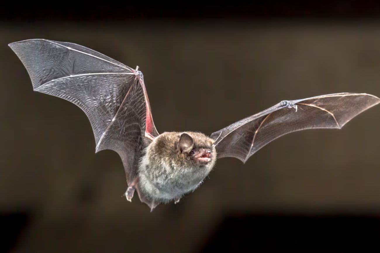 Un estudio identificó qué especies de murciélagos tienen mayor riesgo de transmitir enfermedades