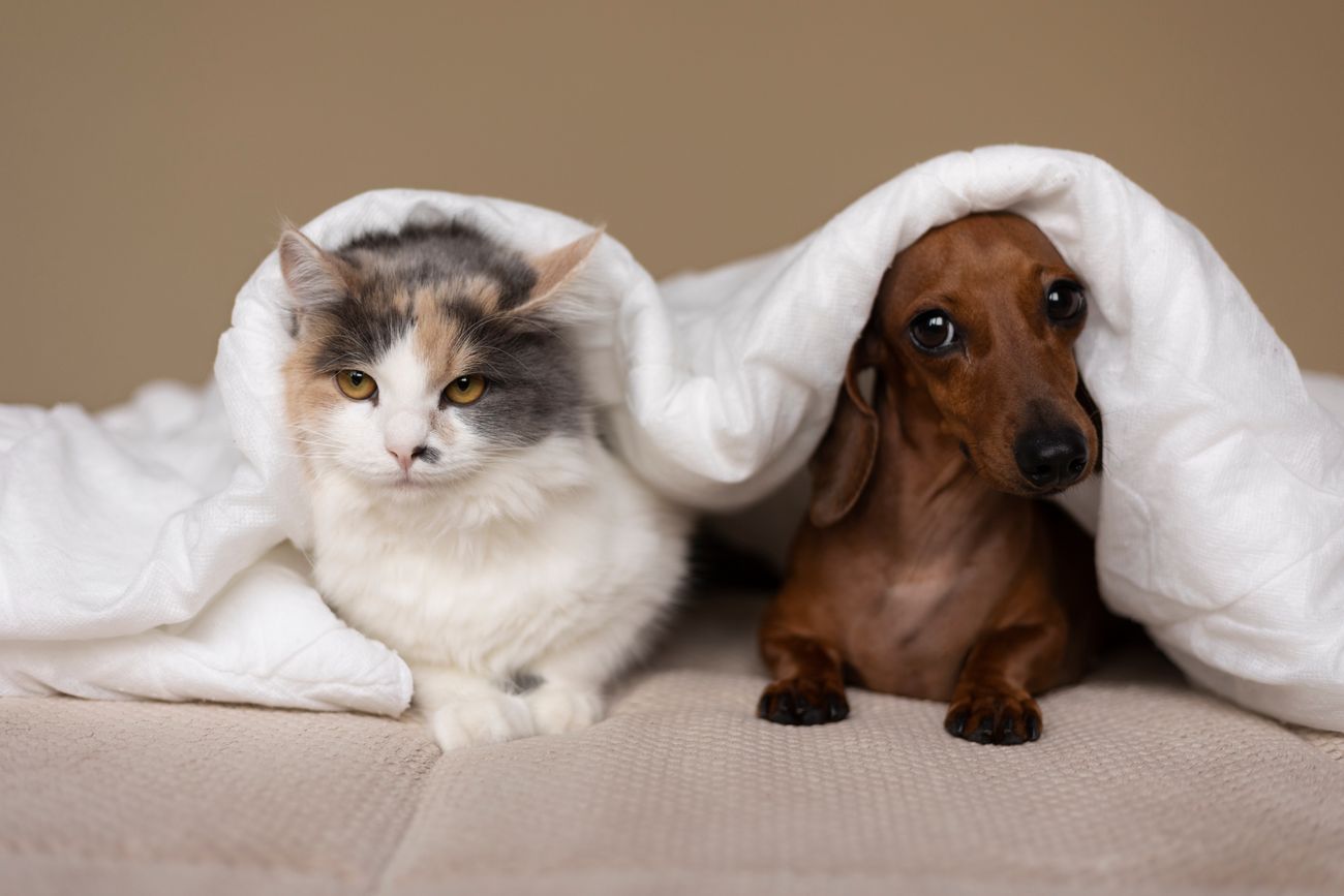 ¿Piensan en nosotros? Especialista en Harvard revela con qué sueñan perros y gatos.