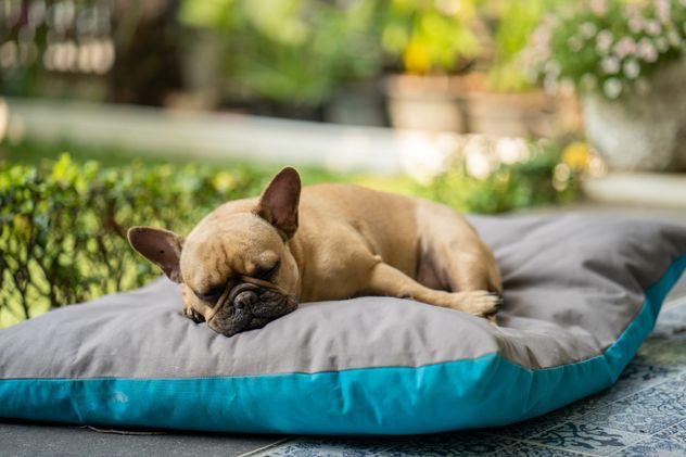¿Piensan en nosotros? Especialista en Harvard revela con qué sueñan perros y gatos.