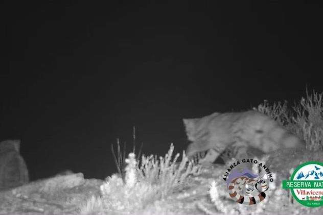 Captaron imágenes del "Fantasma de los Andes" en Mendoza: un gato andino en peligro crítico de extinguirse