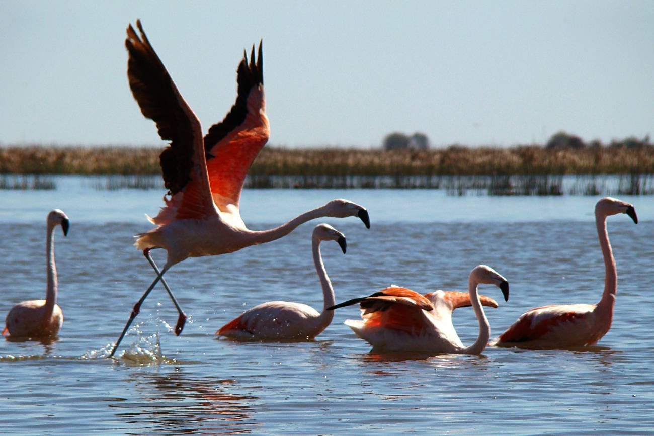 Mar de Ansenuza: los encantos de la laguna Mar Chiquita.