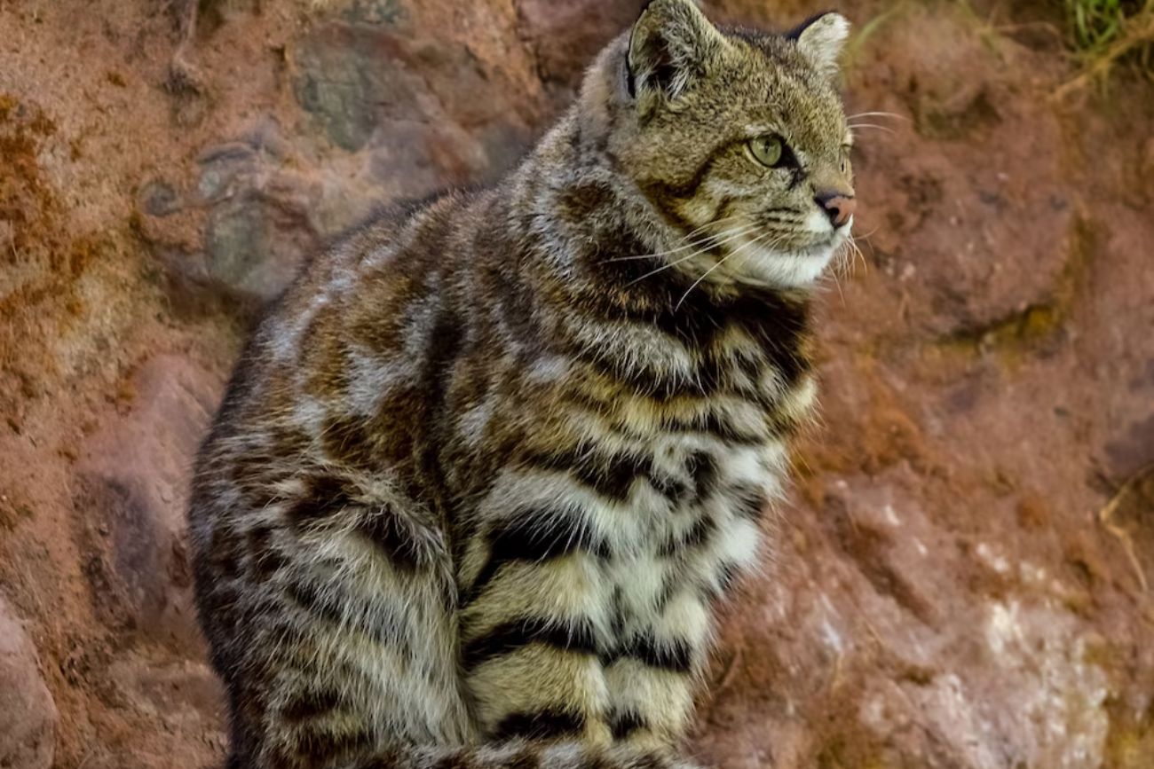 Captaron imágenes del "Fantasma de los Andes" en Mendoza: un gato andino en peligro crítico de extinguirse