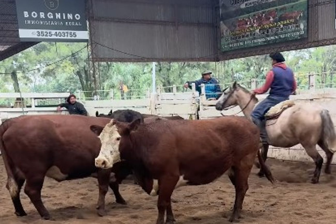 Los terneros bajan casi 12% en el remate semanal de Jesús María 