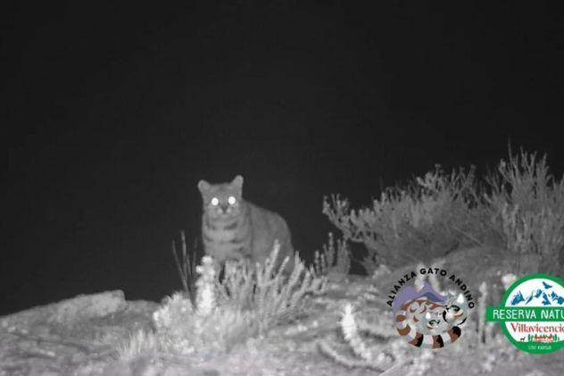 Captaron imágenes del "Fantasma de los Andes" en Mendoza: un gato andino en peligro crítico de extinguirse