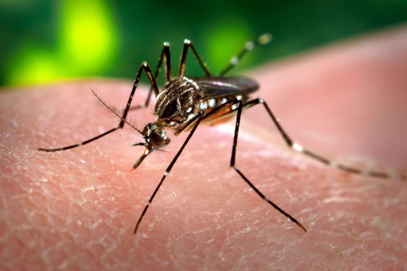 Mosquito Aedes aegypti. 