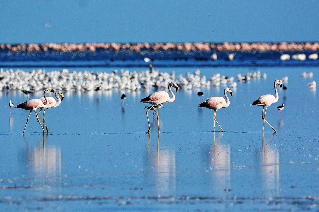 Ansenuza y los Bañados del Río Dulce: guía para conocer la laguna de Mar Chiquita