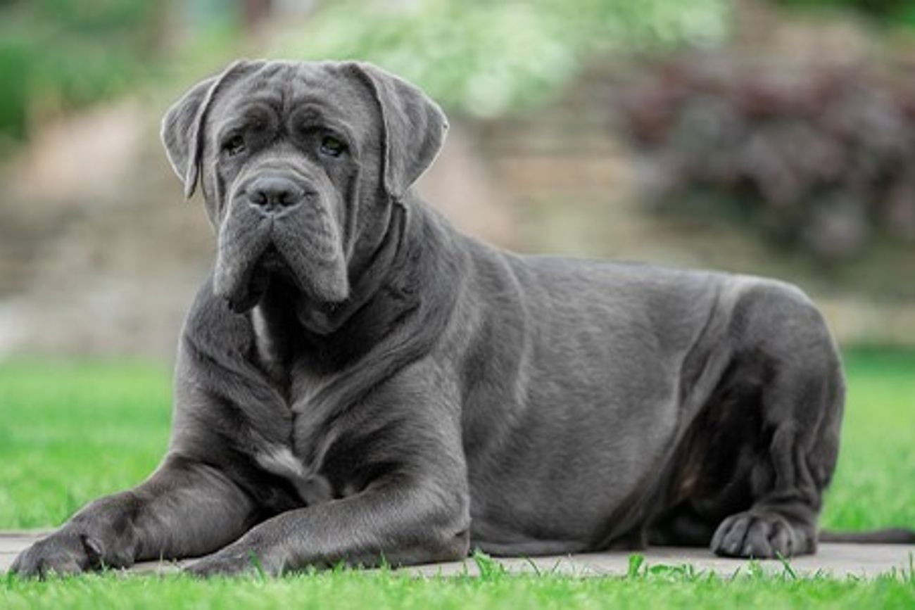Parece fuerte, pero mirá cómo reacciona esta Cane Corso a la vacuna