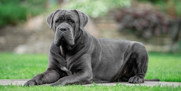 Parece fuerte, pero mirá cómo reacciona esta Cane Corso a la vacuna.