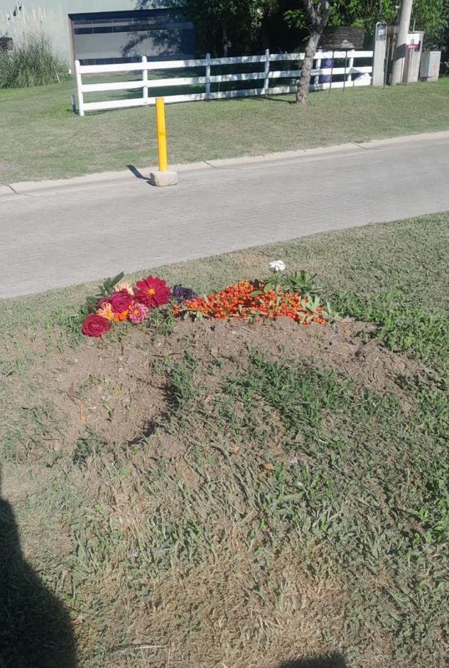 El lugar donde las lechuzas tenían su nido, con una ofrenda de flores hecha por vecinos que denunciaron la matanza.