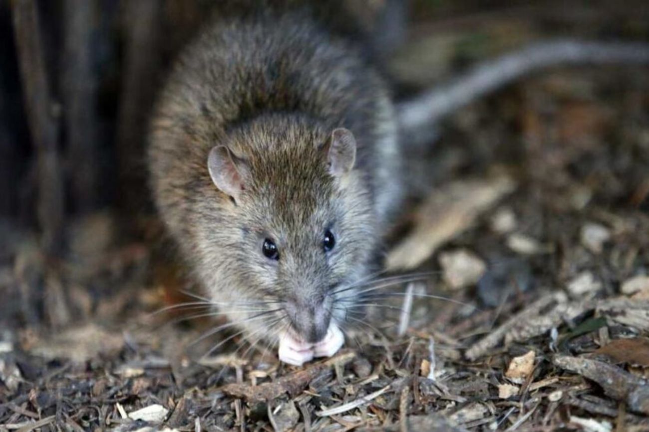 La leptospirosis puede ser transmitida por la orina de roedores, entre otros animales.
