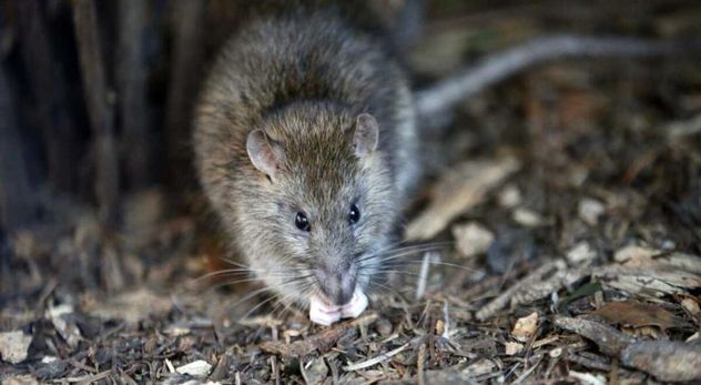 La leptospirosis puede ser transmitida por la orina de roedores, entre otros animales.
