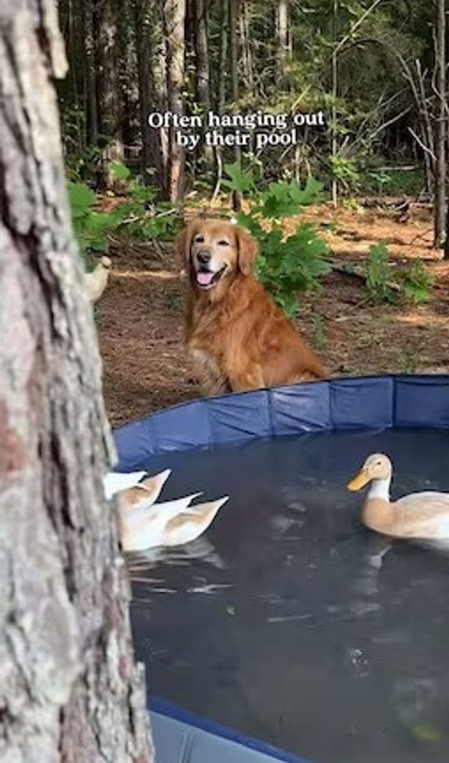 La historia de Santi, el perro que cambió la ciudad por el campo.