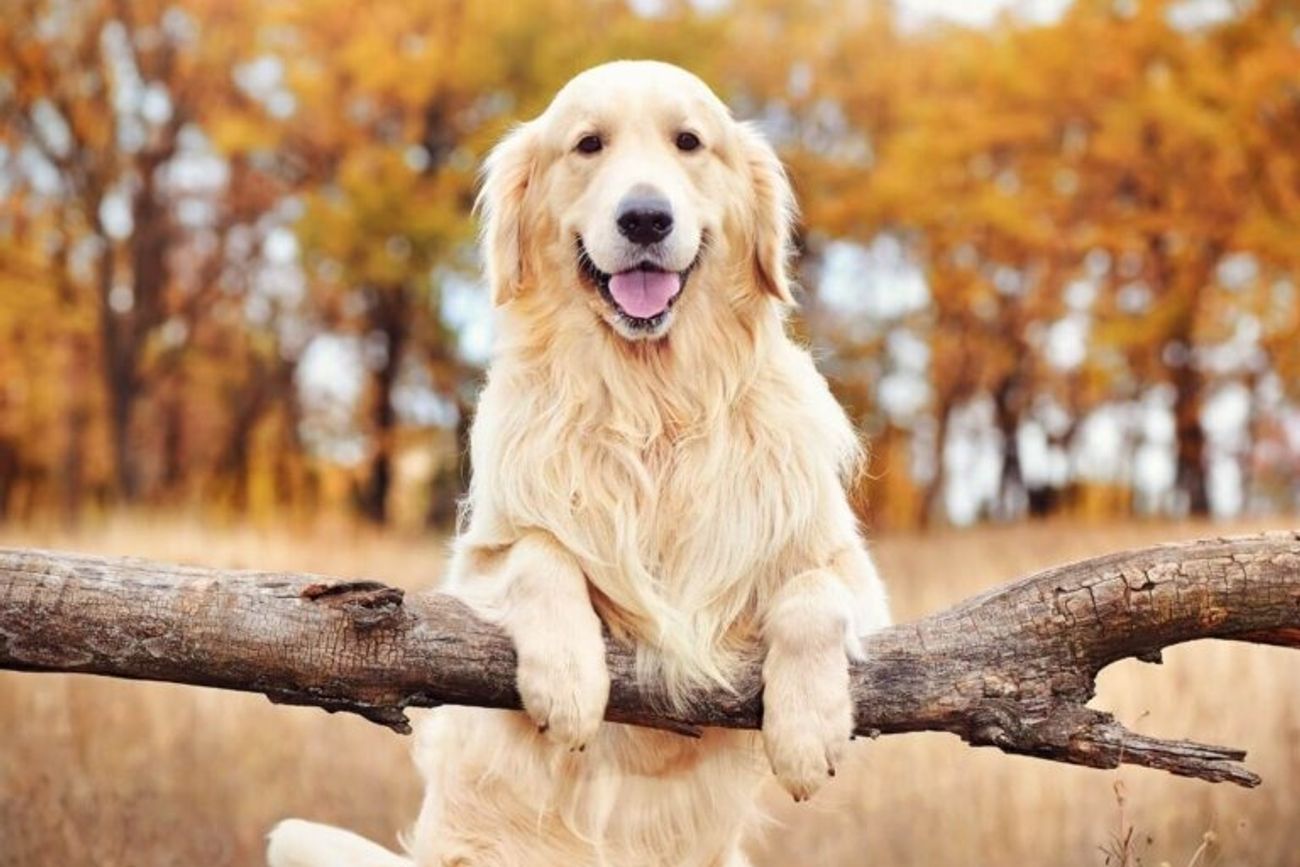 La historia de Santi, el perro que cambió la ciudad por el campo.
