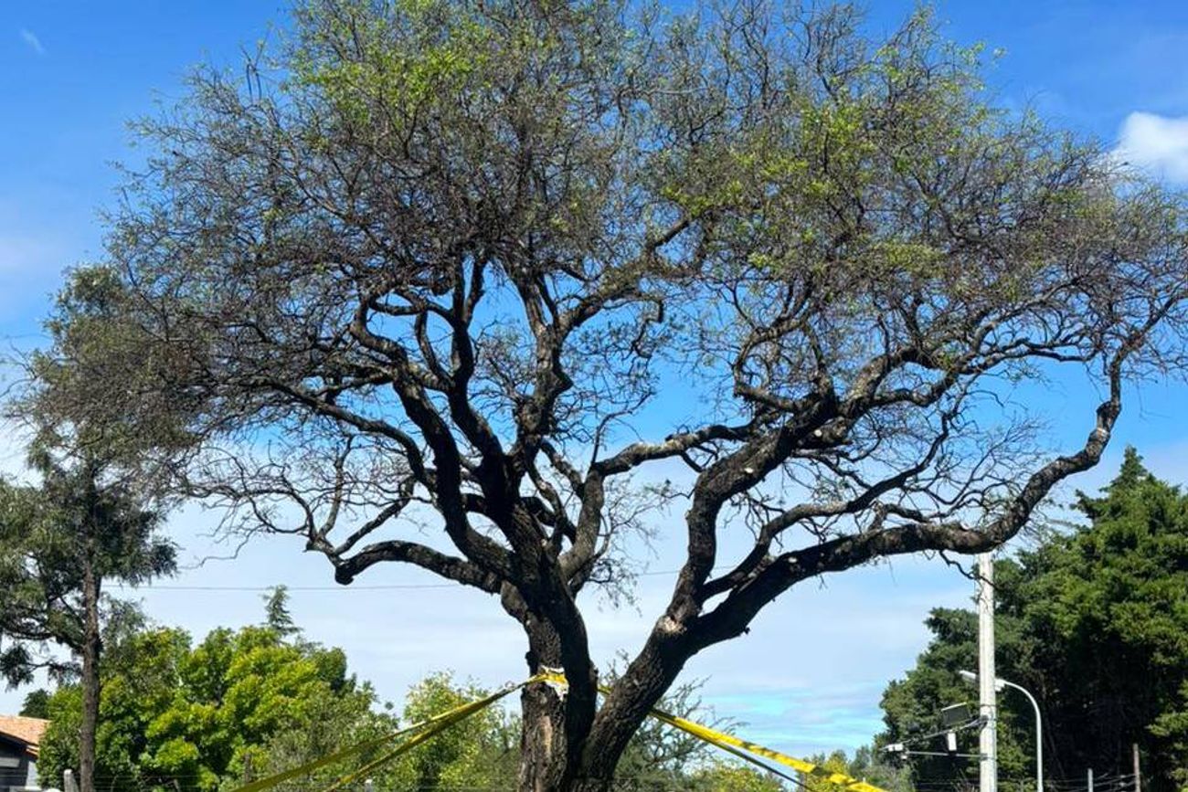 A 8 meses de su trasplante, el histórico quebracho blanco de Villa Allende mostró sus primeros brotes.   