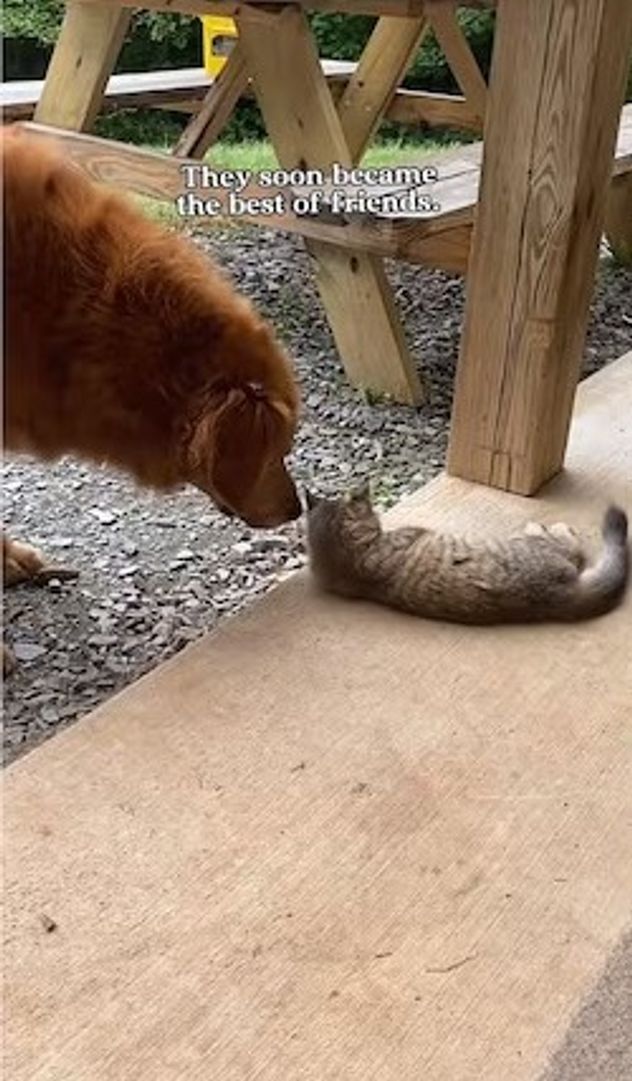 La historia de Santi, el perro que cambió la ciudad por el campo.
