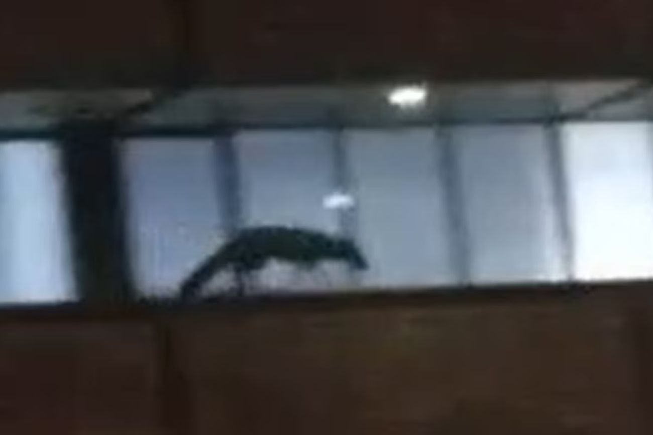 Un zorrito sorprendió en pleno Nueva Córdoba