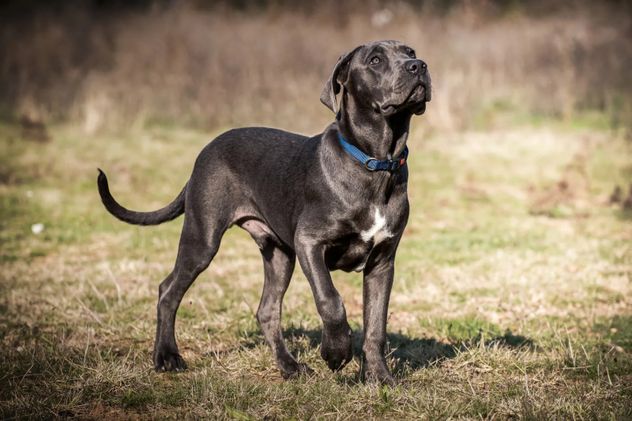 Parece fuerte, pero mirá cómo reacciona esta Cane Corso a la vacuna.