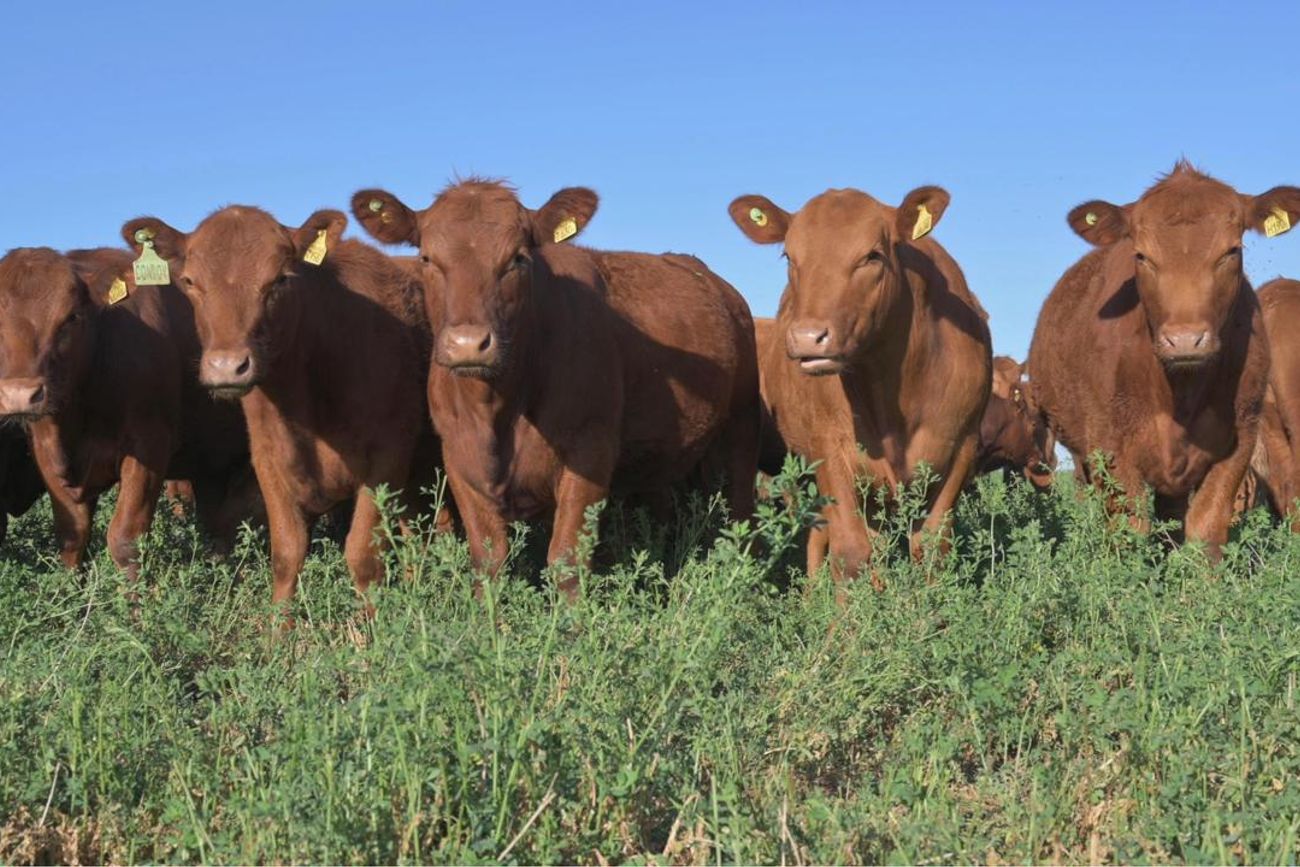 EN PREPARACIÓN. las carnes argentinas tendrán acceso a Japón, mercado que compra carne vacuna por un valor estimado en U$S 3.000 millones anuales.