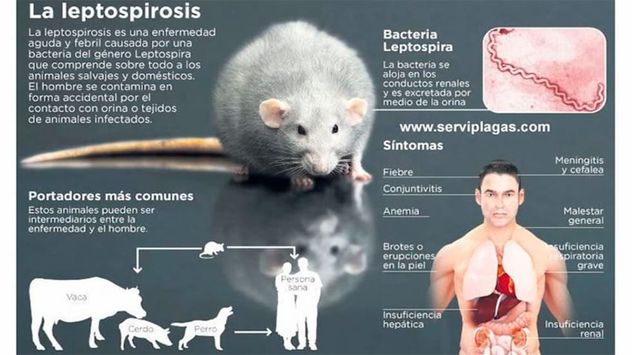 Qué es la leptospirosis y cuáles son sus síntomas