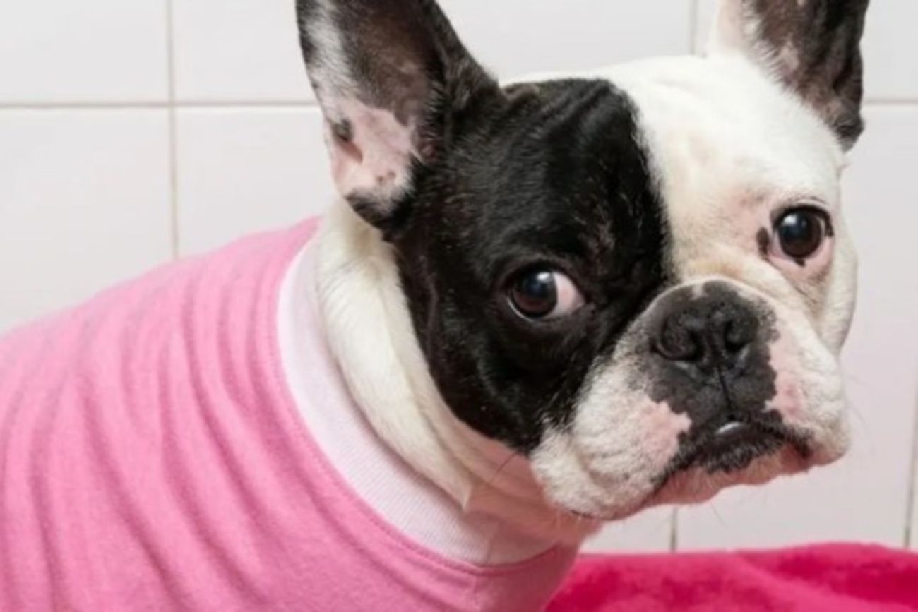 Llevó a su perra para que la bañen y la entregaron muerta: le ganó un juicio por 17 millones a la veterinaria
