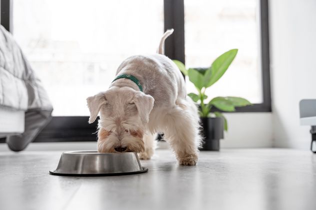 Cómo preparar caldo de huesos para los perros y cuáles son todos los beneficios.