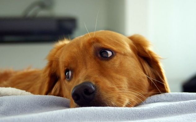 Perros aburridos: cómo detectarlo y qué hacer para evitar problemas de conducta.