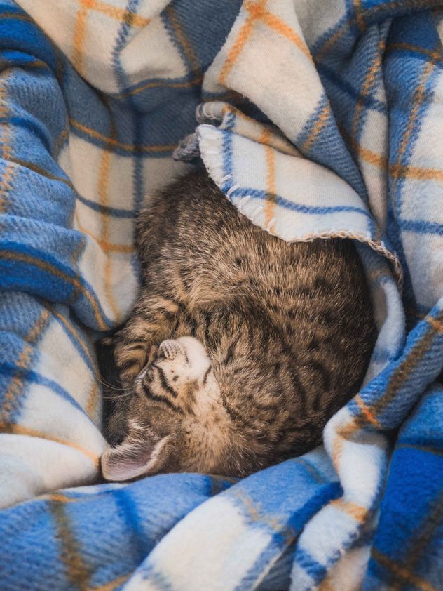 Cómo proteger a tu gato del frío: el mejor lugar para que duerma en invierno.